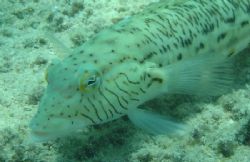 Photo was taken at Sharks bay Sinai, with a sony dsc p10. by Anel Van Veelen 